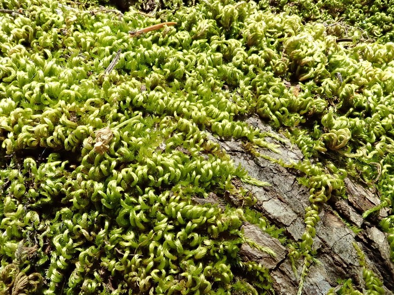 Nevada Homalothecium Moss
