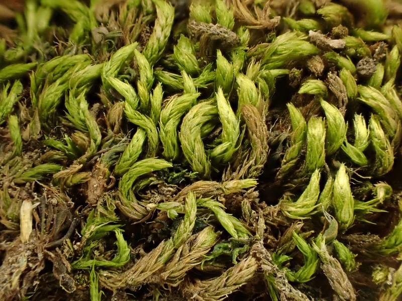 Nevada Homalothecium Moss photo 3
