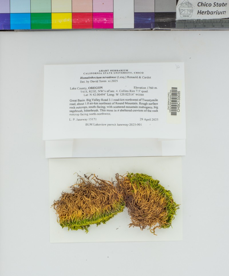 Nevada Homalothecium Moss photo 5
