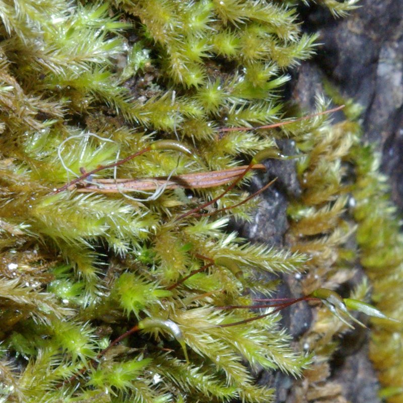 Nuttall's Homalothecium Moss
