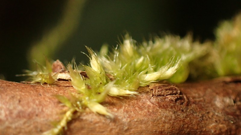 Nuttall's Homalothecium Moss