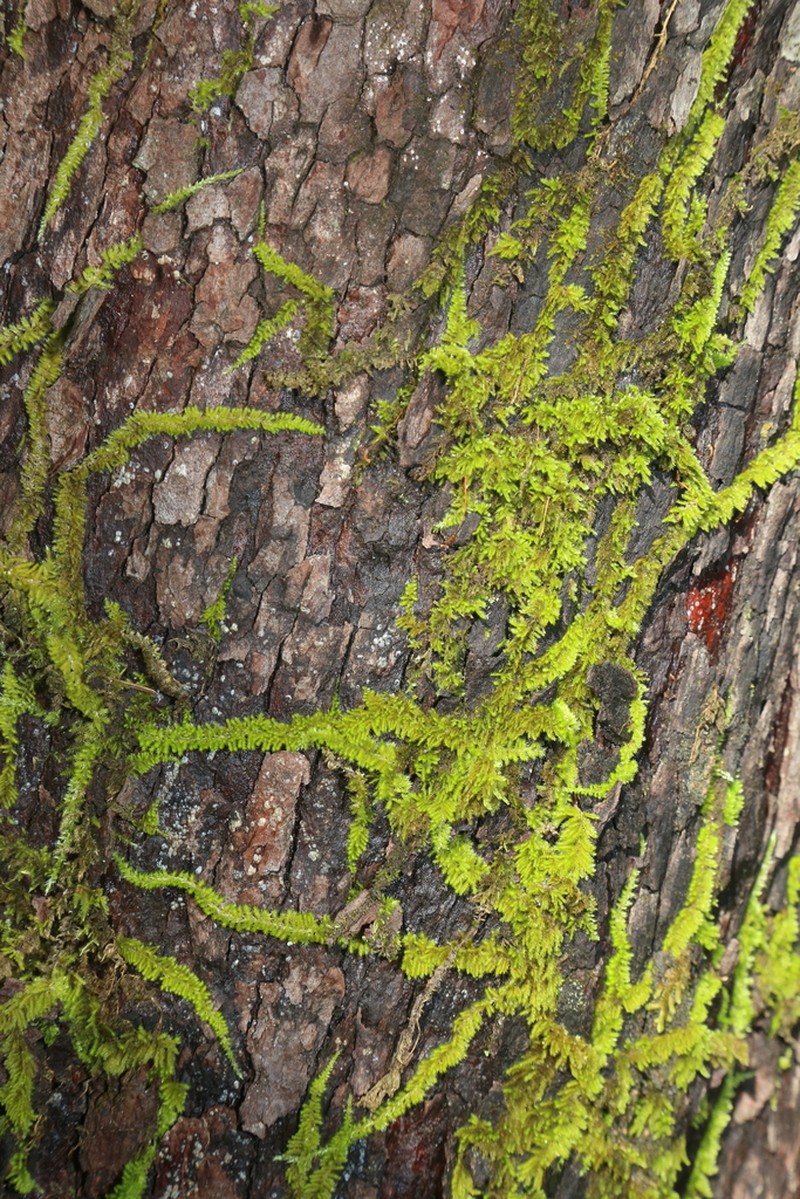 Nuttall's Homalothecium Moss photo 2
