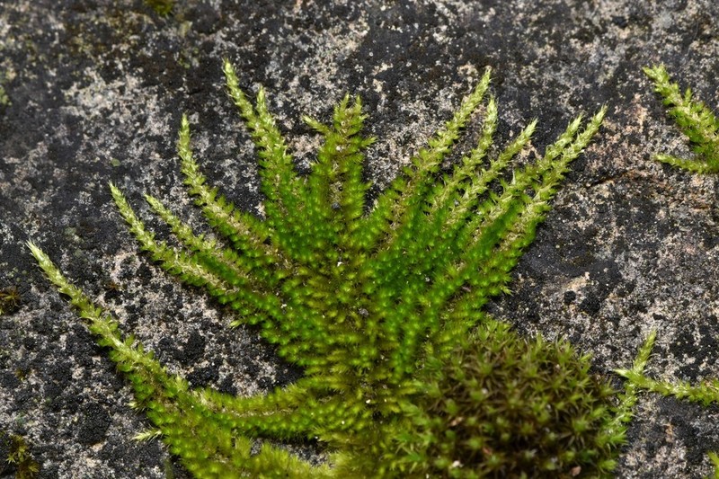 Nuttall's Homalothecium Moss photo 3