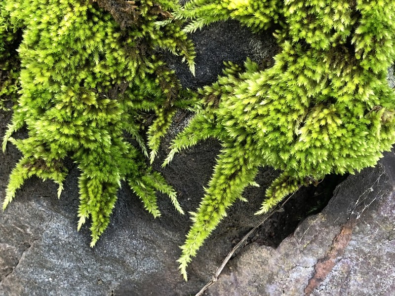 Nuttall's Homalothecium Moss photo 4