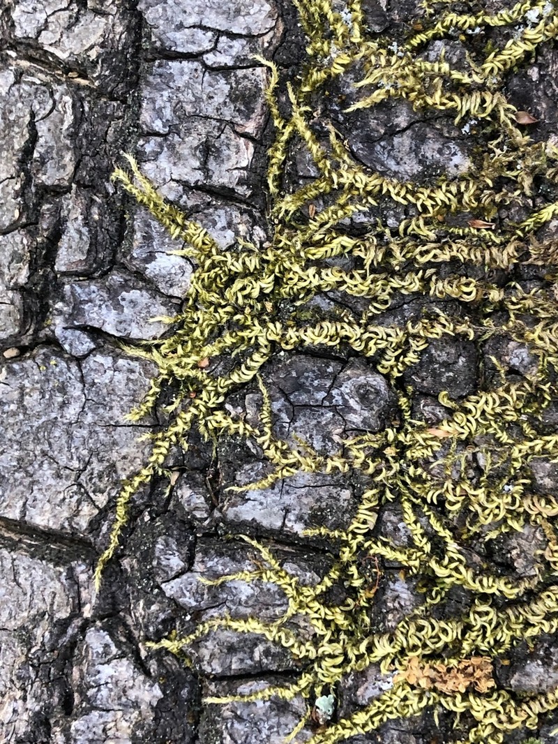Nuttall's Homalothecium Moss photo 5