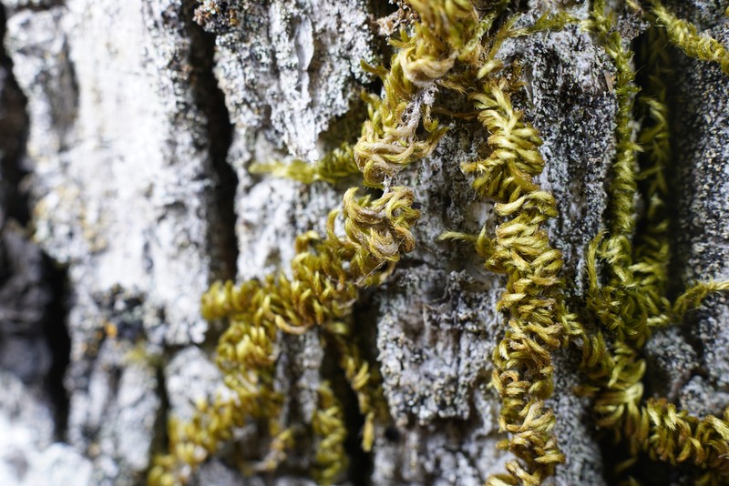 Nuttall's Homalothecium Moss photo 6