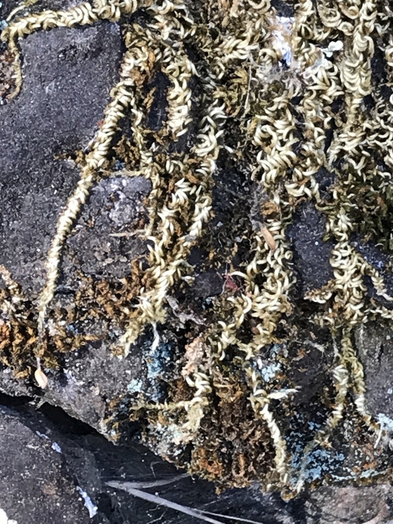 Nuttall's Homalothecium Moss photo 7