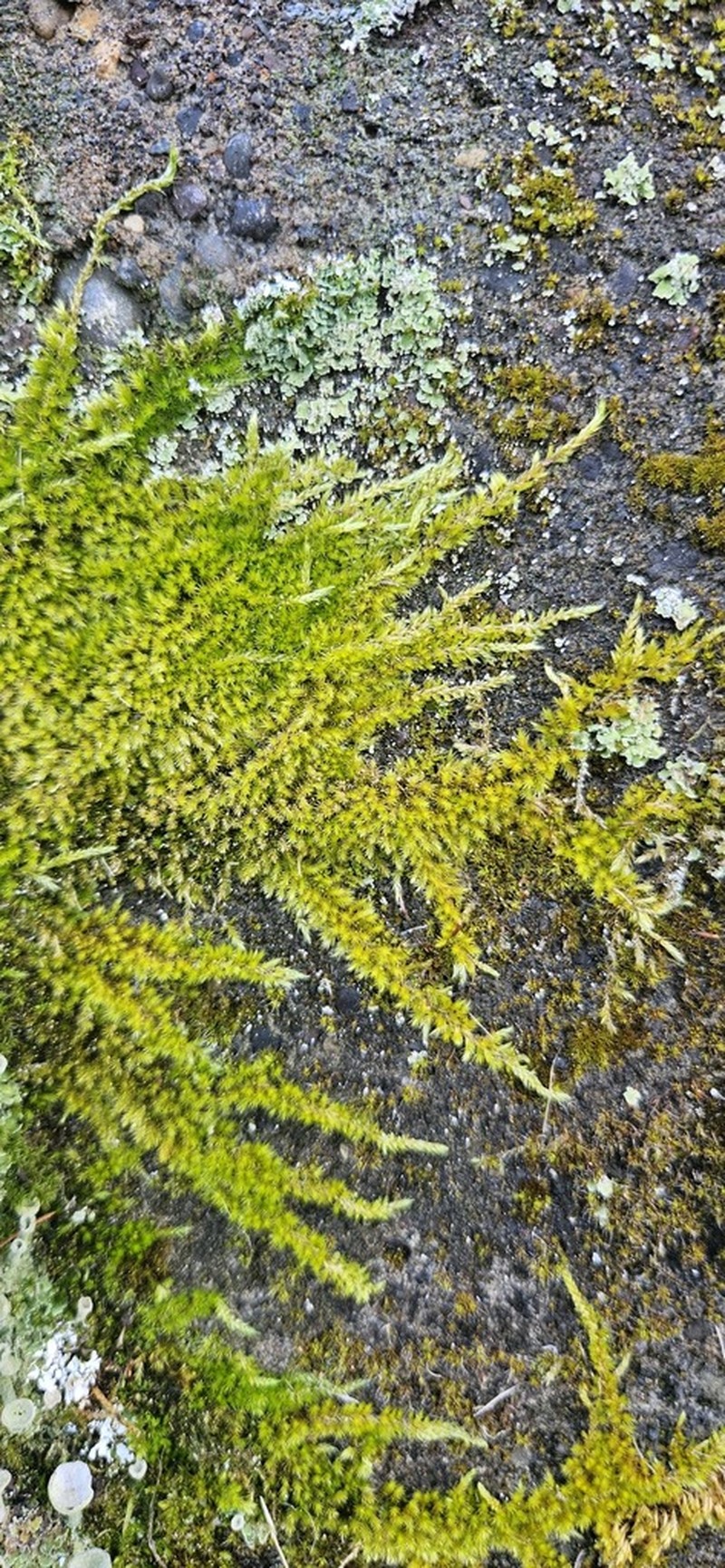 Nuttall's Homalothecium Moss photo 8