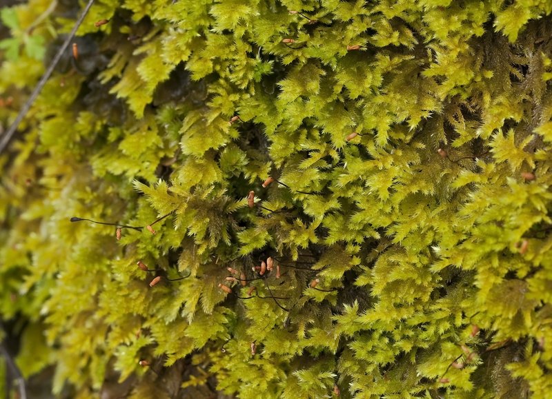 Pinnatifid Homalothecium Moss