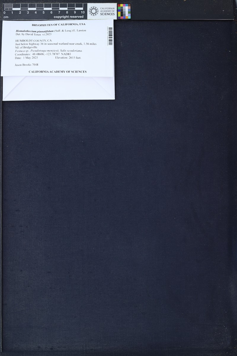 Pinnatifid Homalothecium Moss photo 3