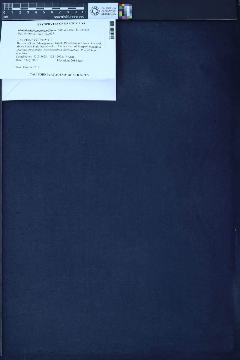 Pinnatifid Homalothecium Moss photo 4
