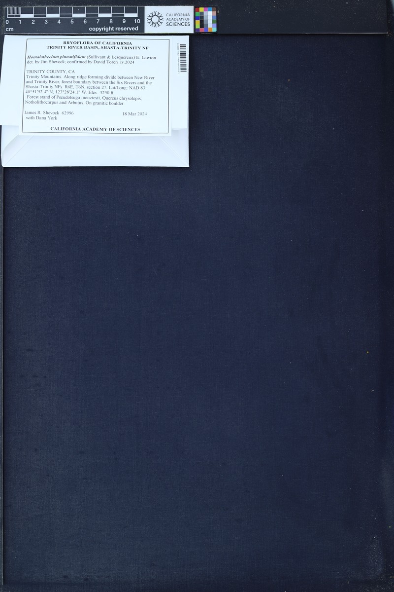 Pinnatifid Homalothecium Moss photo 5