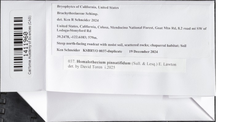Pinnatifid Homalothecium Moss photo 6