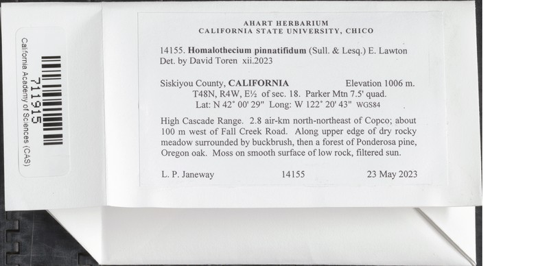 Pinnatifid Homalothecium Moss photo 8