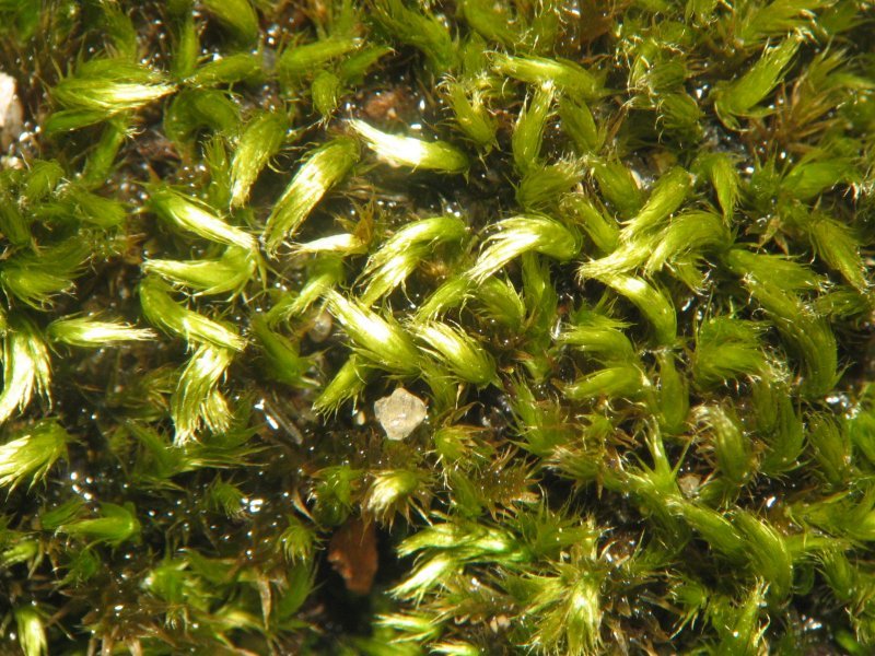 Silken Homalothecium Moss