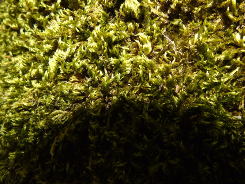 Silken Homalothecium Moss