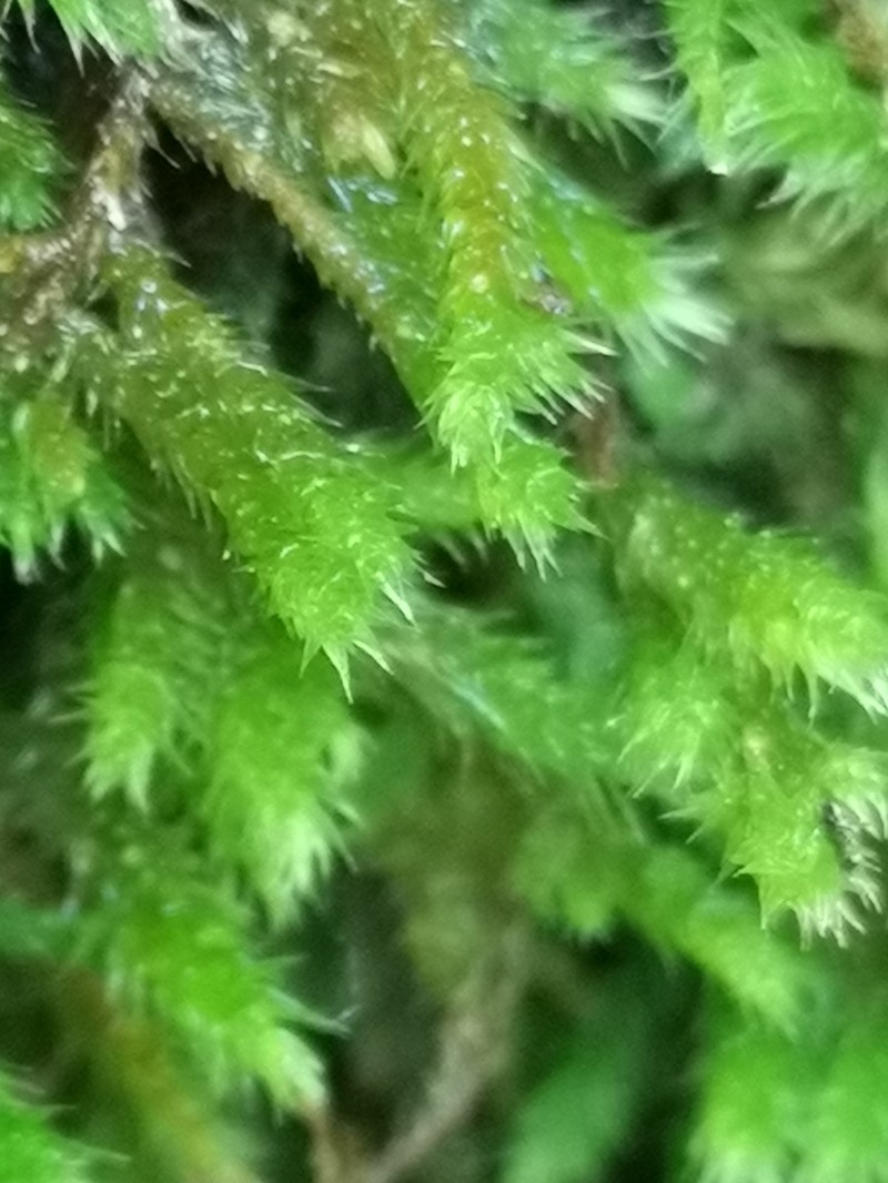 Silken Homalothecium Moss photo 2