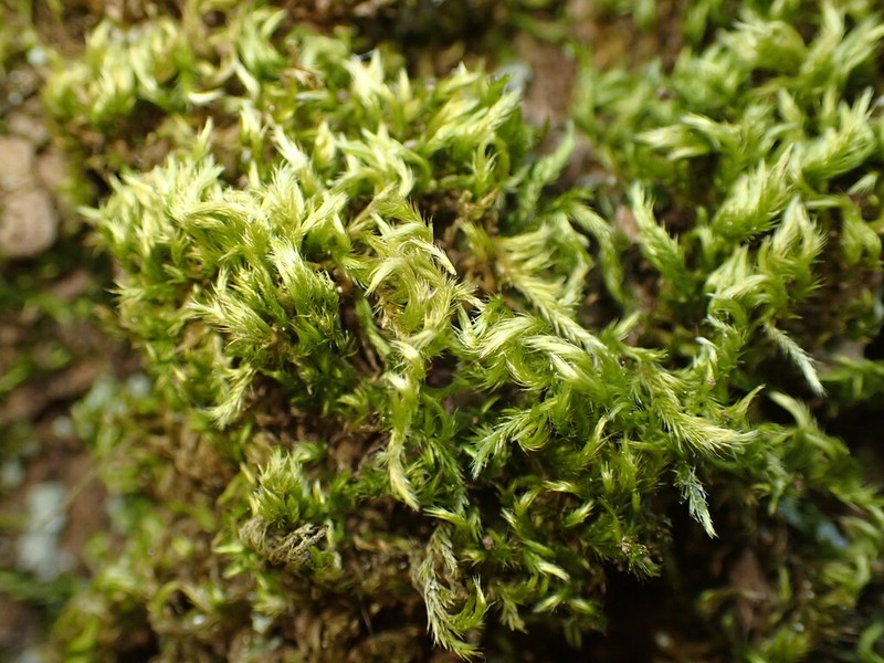 Silken Homalothecium Moss photo 3