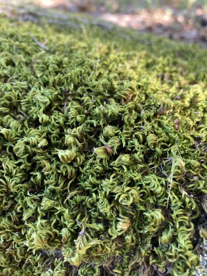 Silken Homalothecium Moss photo 4