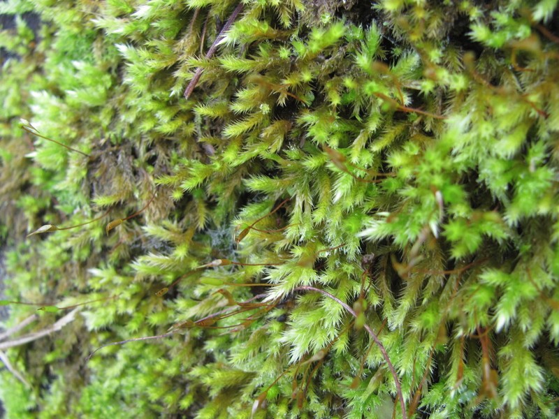Silken Homalothecium Moss photo 5
