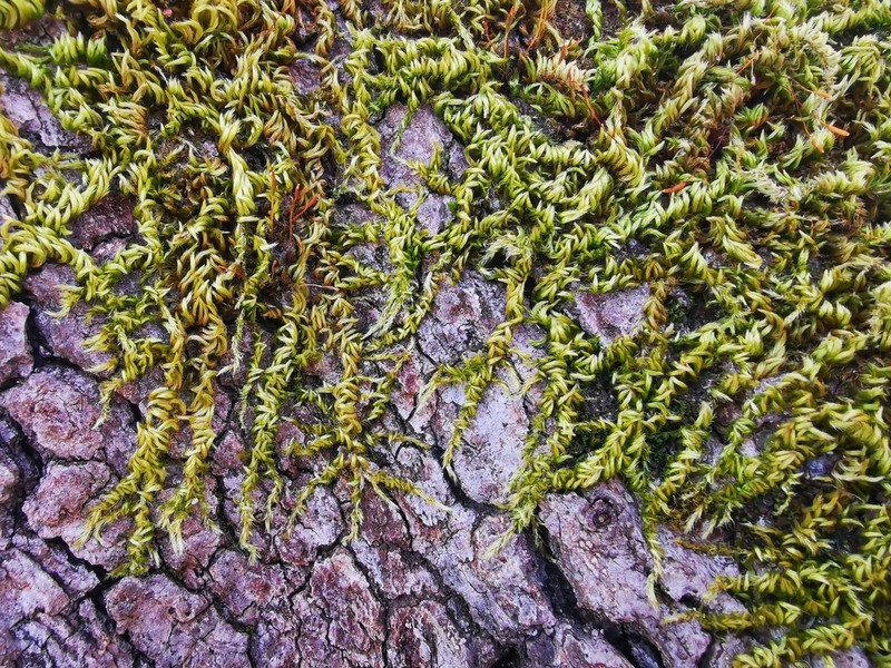 Silken Homalothecium Moss photo 6