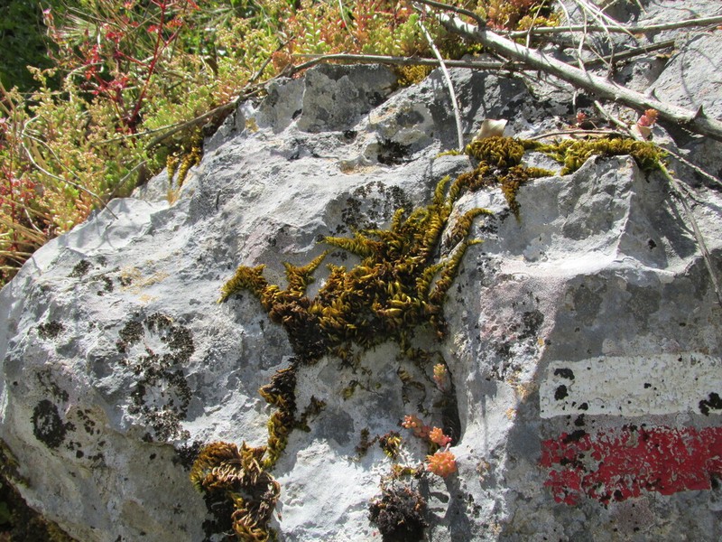 Silken Homalothecium Moss photo 7