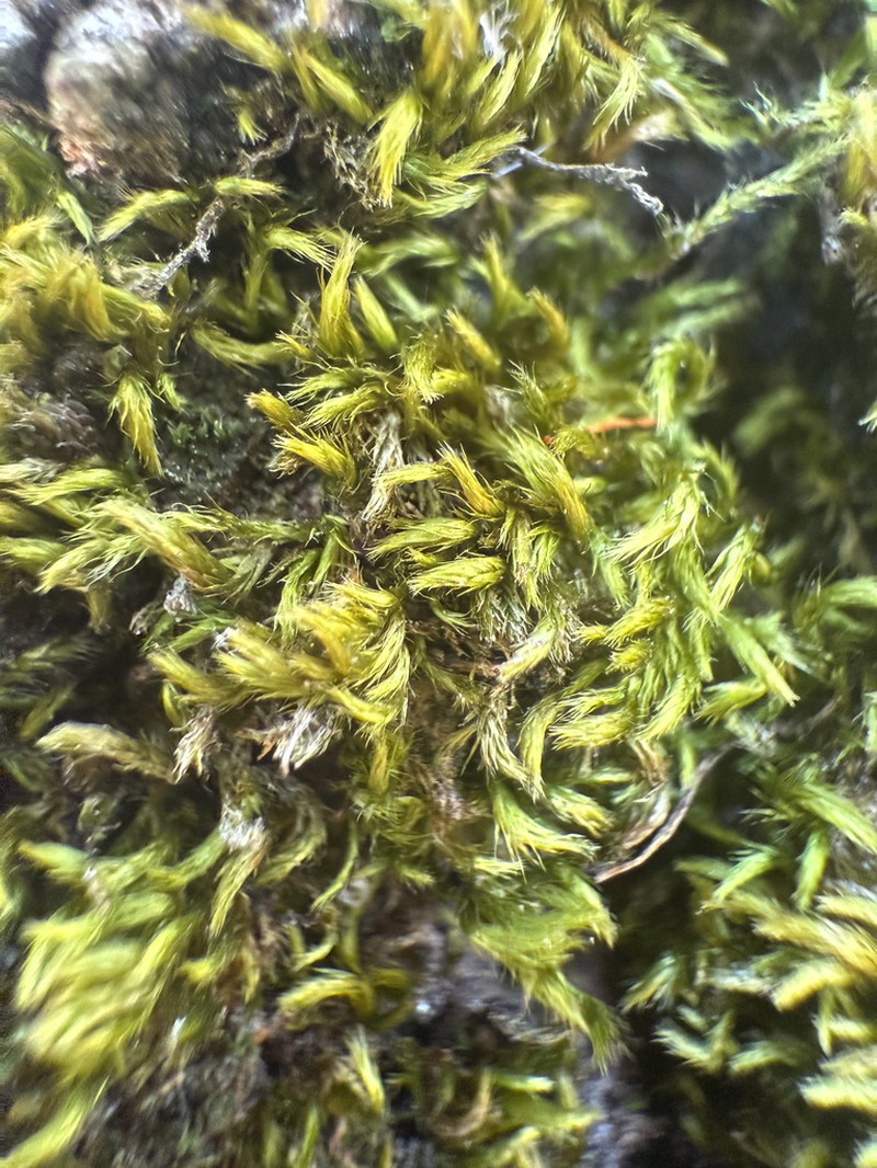 Silken Homalothecium Moss photo 8