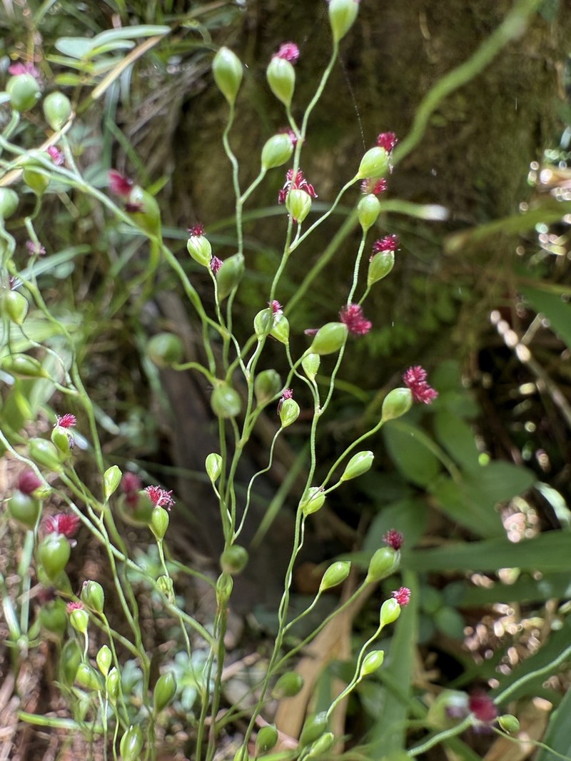 Sticky Panicgrass