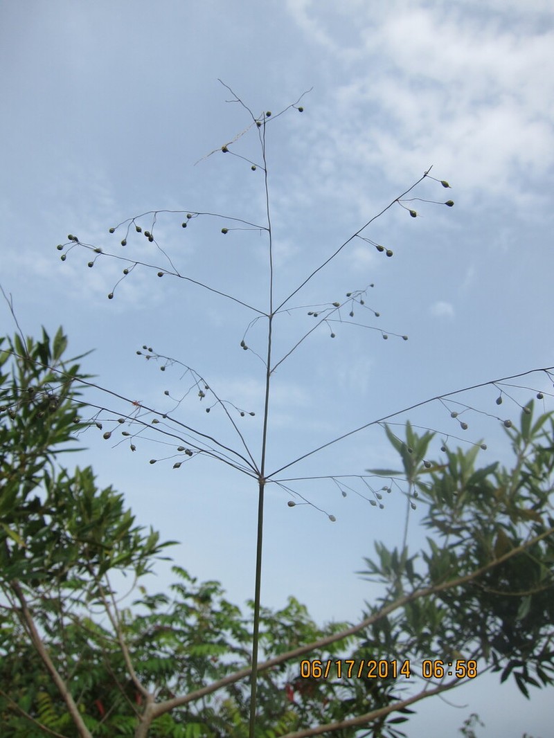 Sticky Panicgrass photo 2