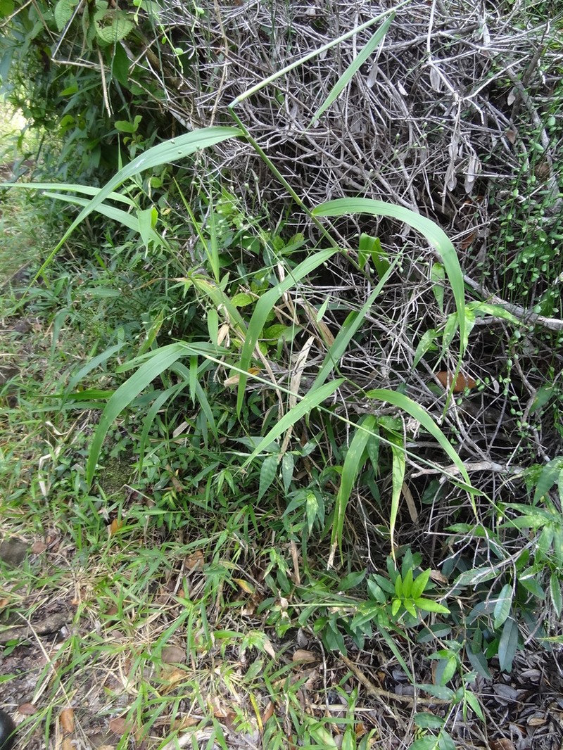 Sticky Panicgrass photo 3