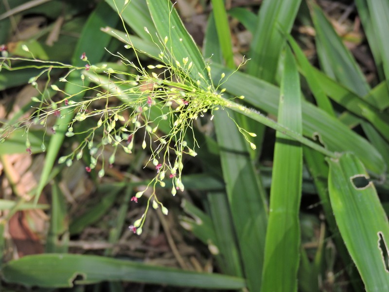 Sticky Panicgrass photo 4