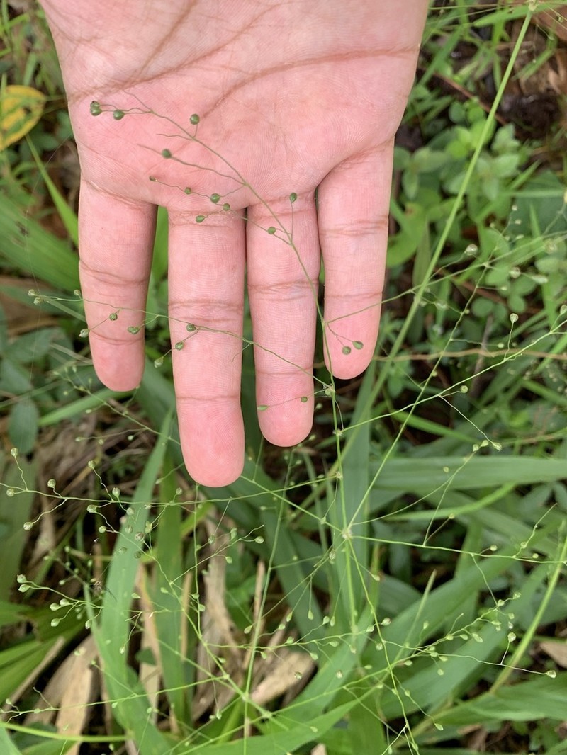 Sticky Panicgrass photo 5