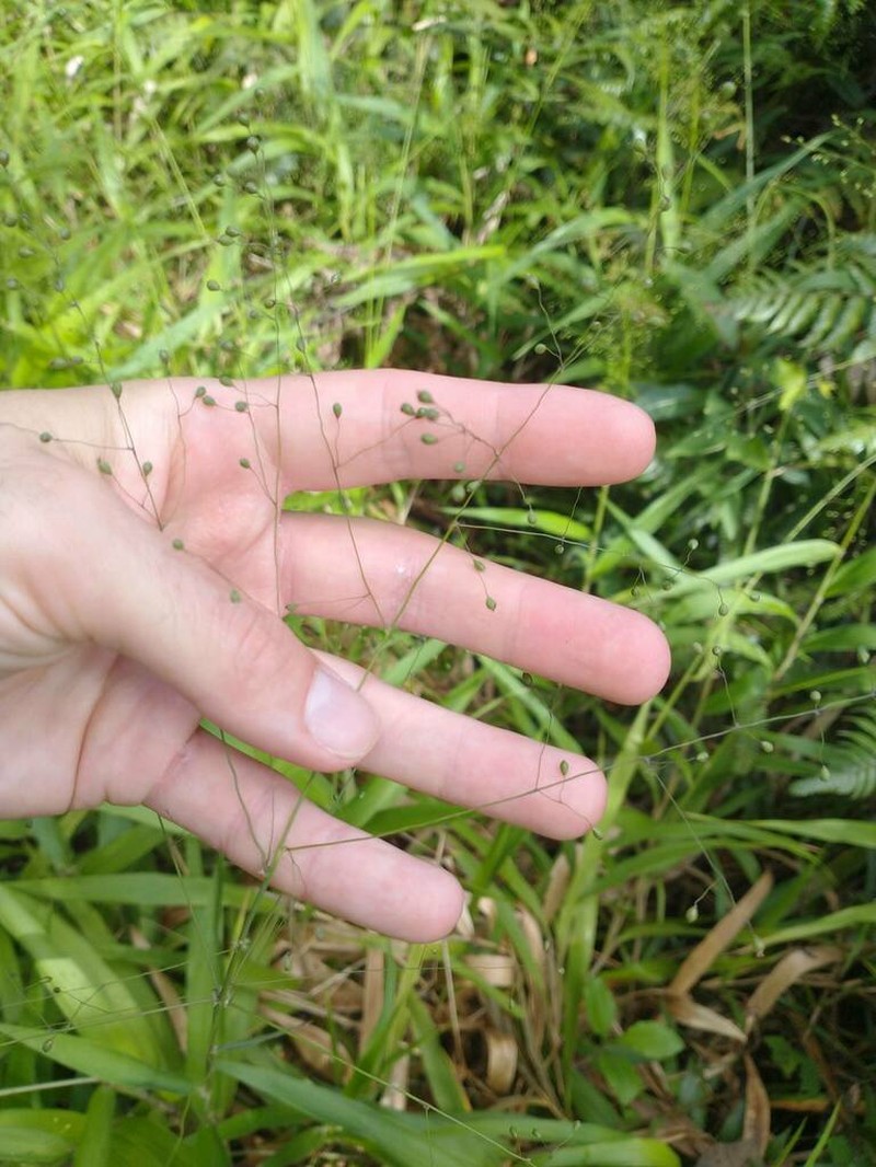 Sticky Panicgrass photo 6