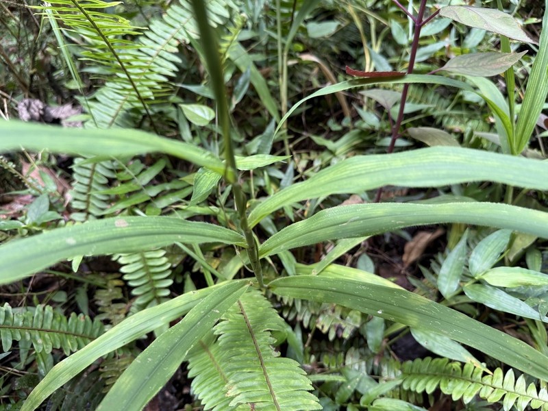 Sticky Panicgrass photo 7