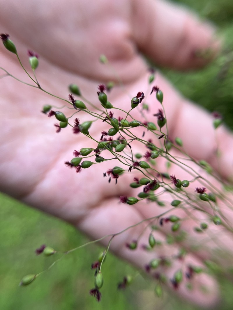 Sticky Panicgrass photo 8