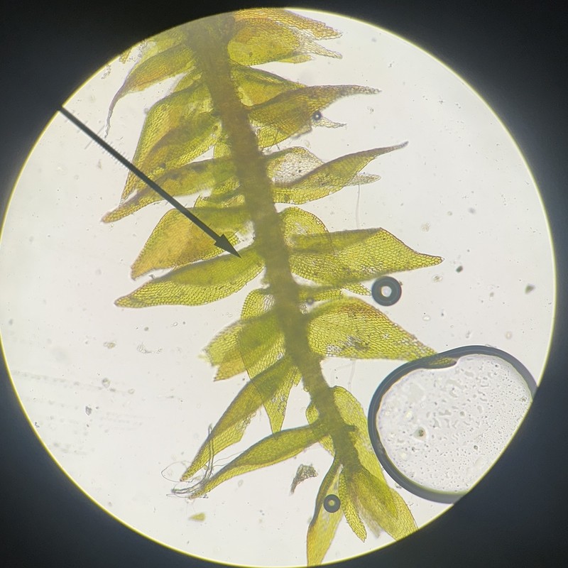 Homomallium Moss