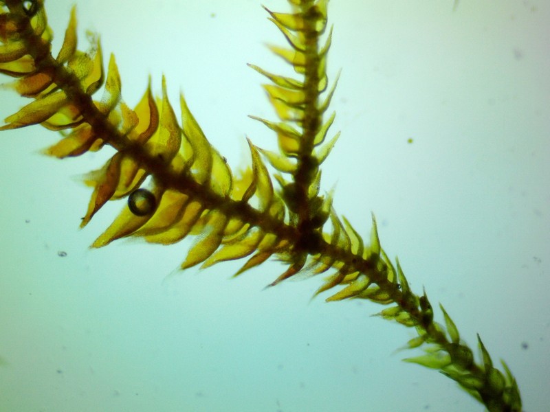 Homomallium Moss photo 2