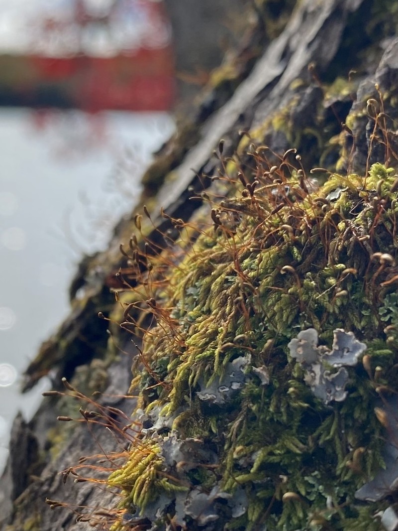 Homomallium Moss photo 3