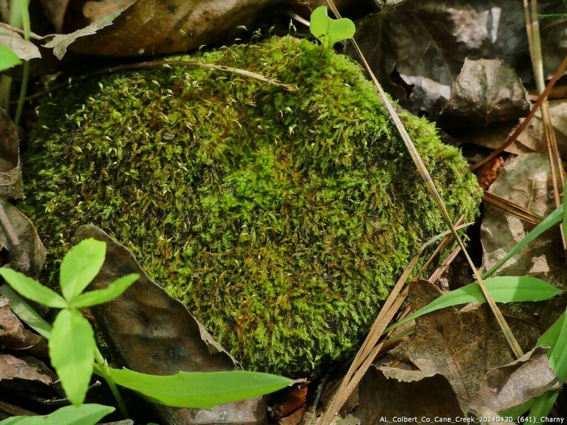 Homomallium Moss photo 4