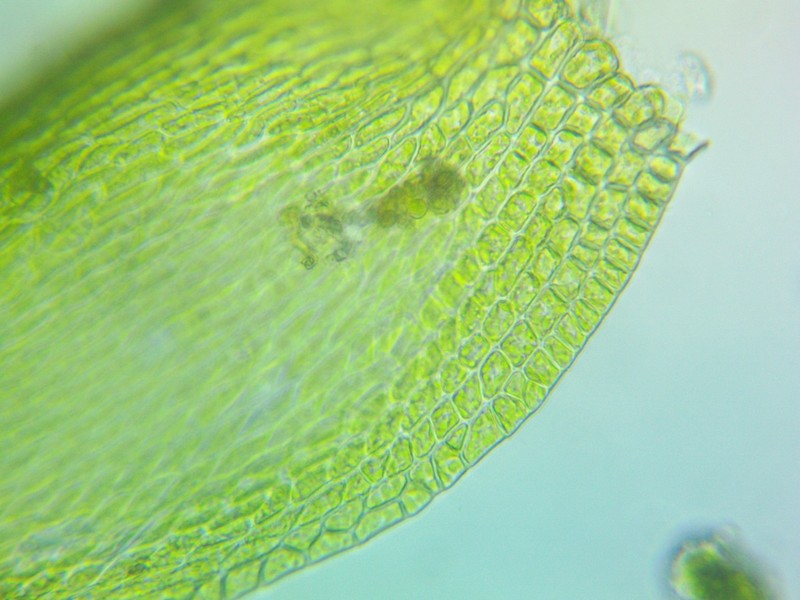 Homomallium Moss photo 5