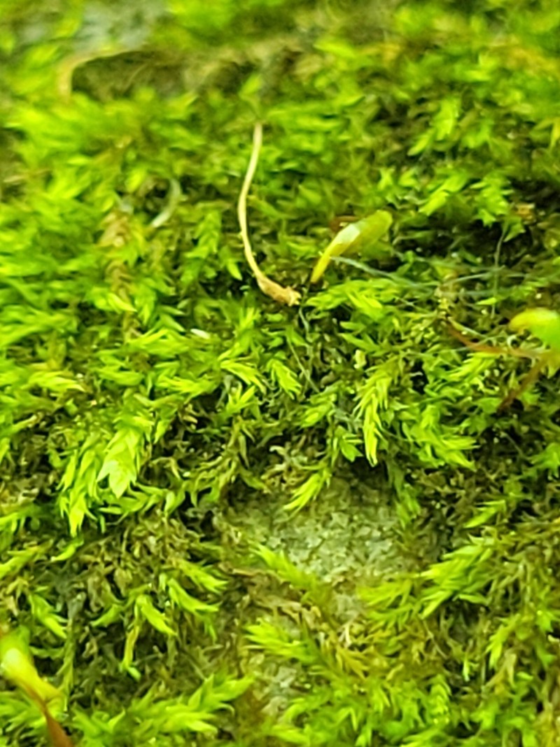 Homomallium Moss photo 7