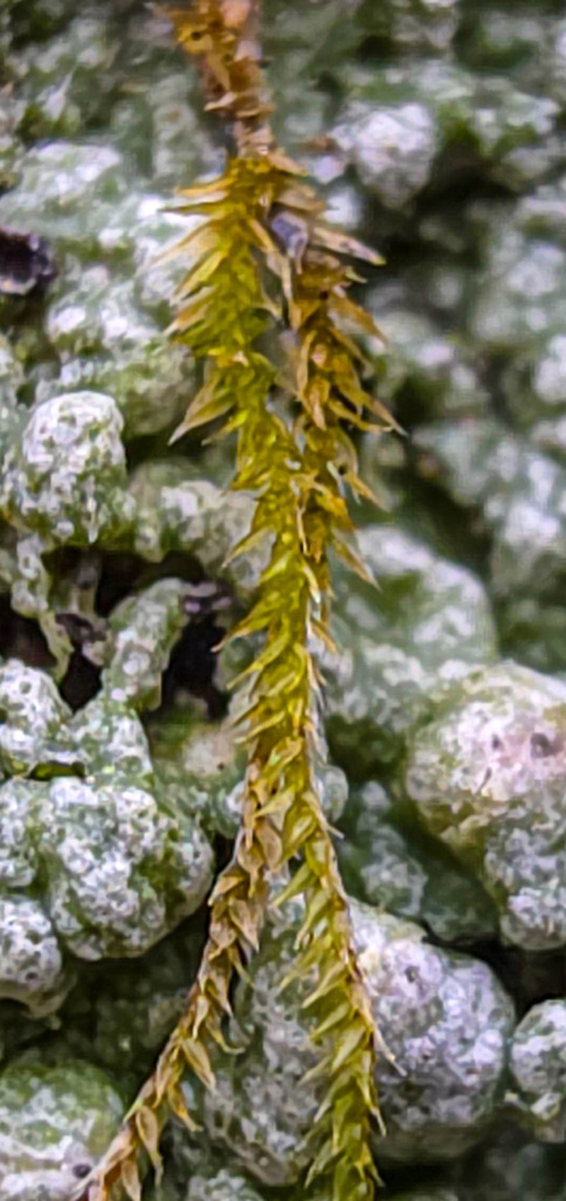 Homomallium Moss photo 8