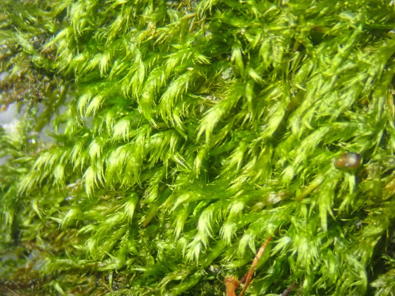 Homomallium Moss