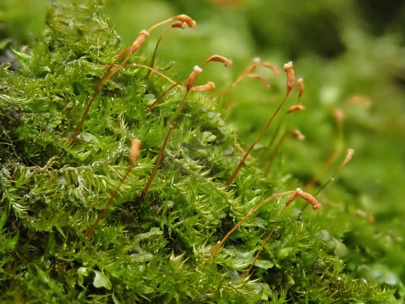 Homomallium Moss photo 2