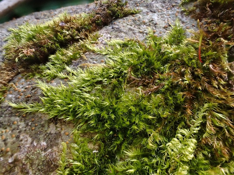 Homomallium Moss photo 3
