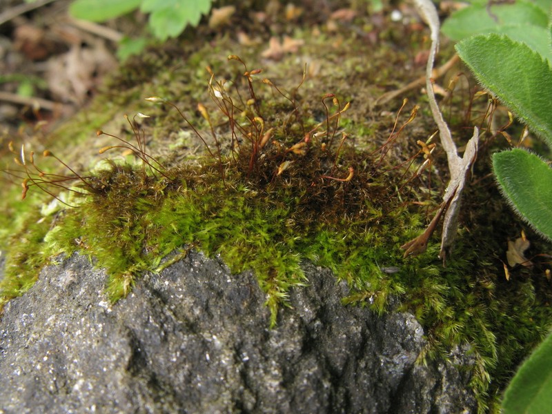 Homomallium Moss photo 4