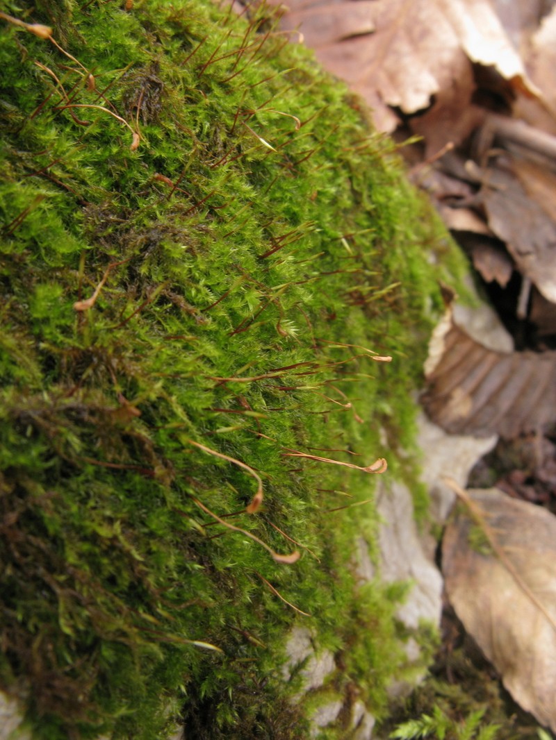 Homomallium Moss photo 5