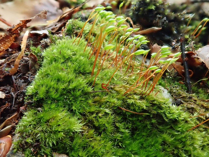 Homomallium Moss photo 6