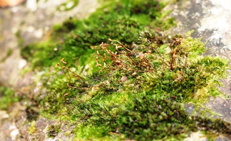 Homomallium Moss photo 7