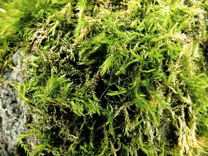 Homomallium Moss photo 8